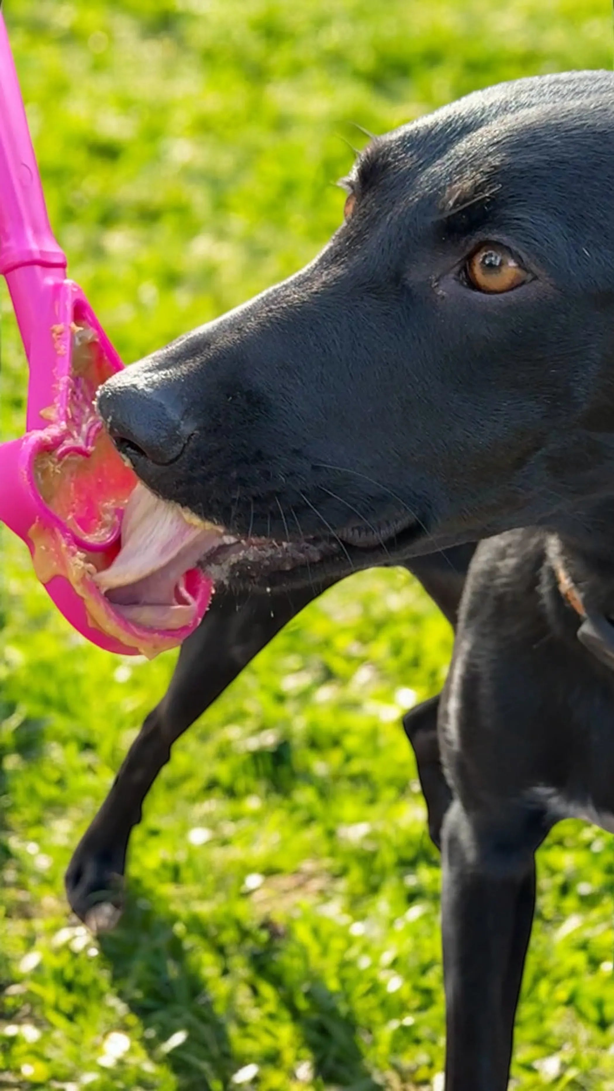 eStick Hand-Held Dog Enrichment Toy - Interactive Lick Stick