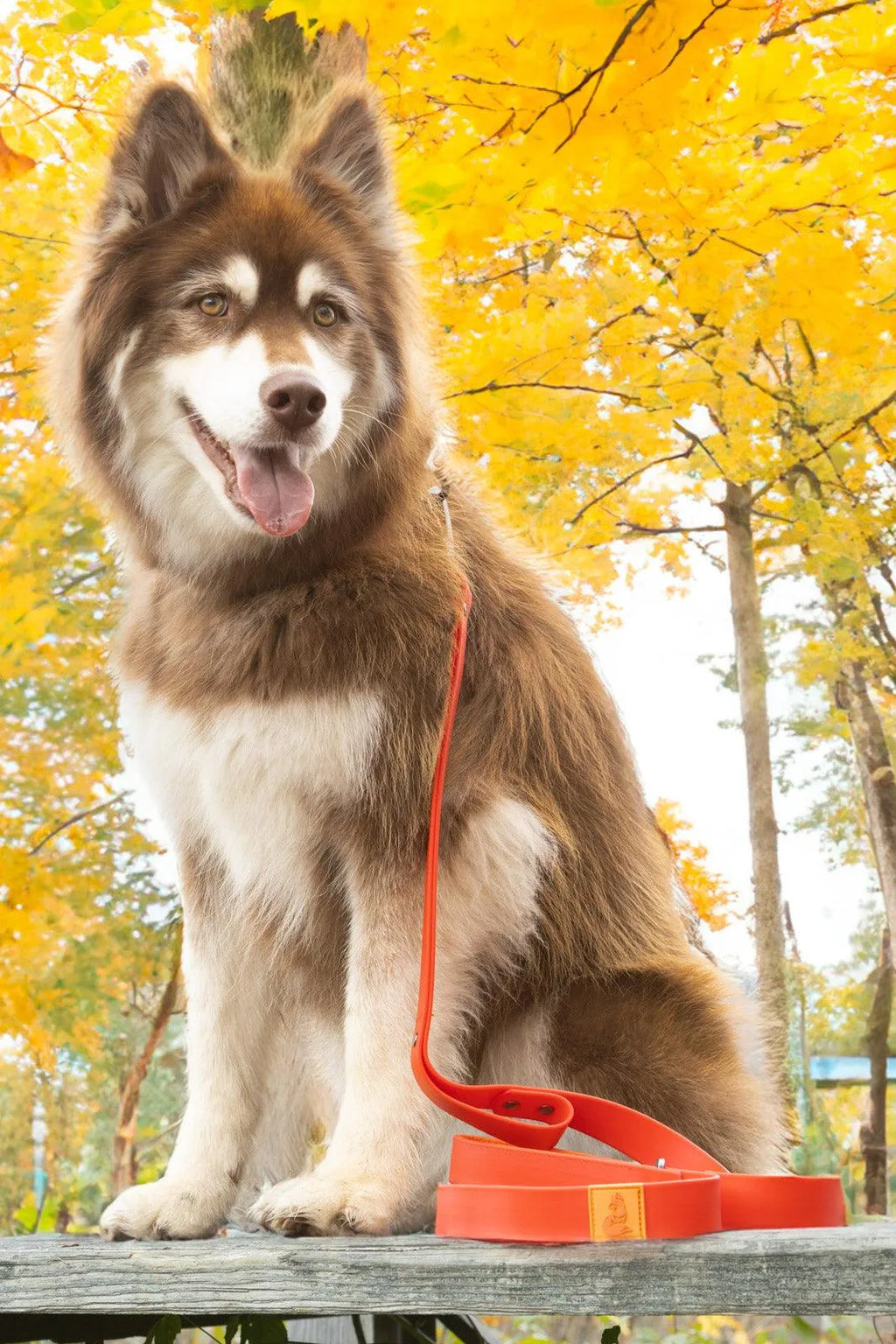 Scarlet Peaks Waterproof Dog Collar-4