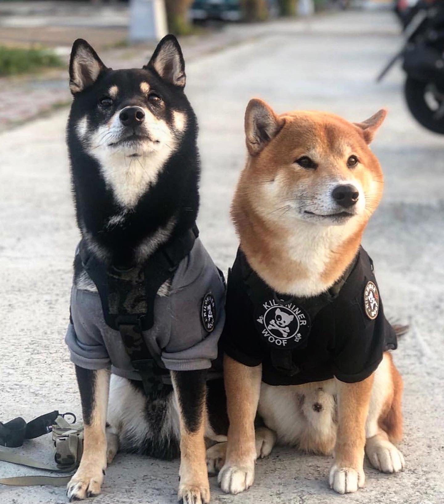 Adventure Ready Tactical Dog Hoodie