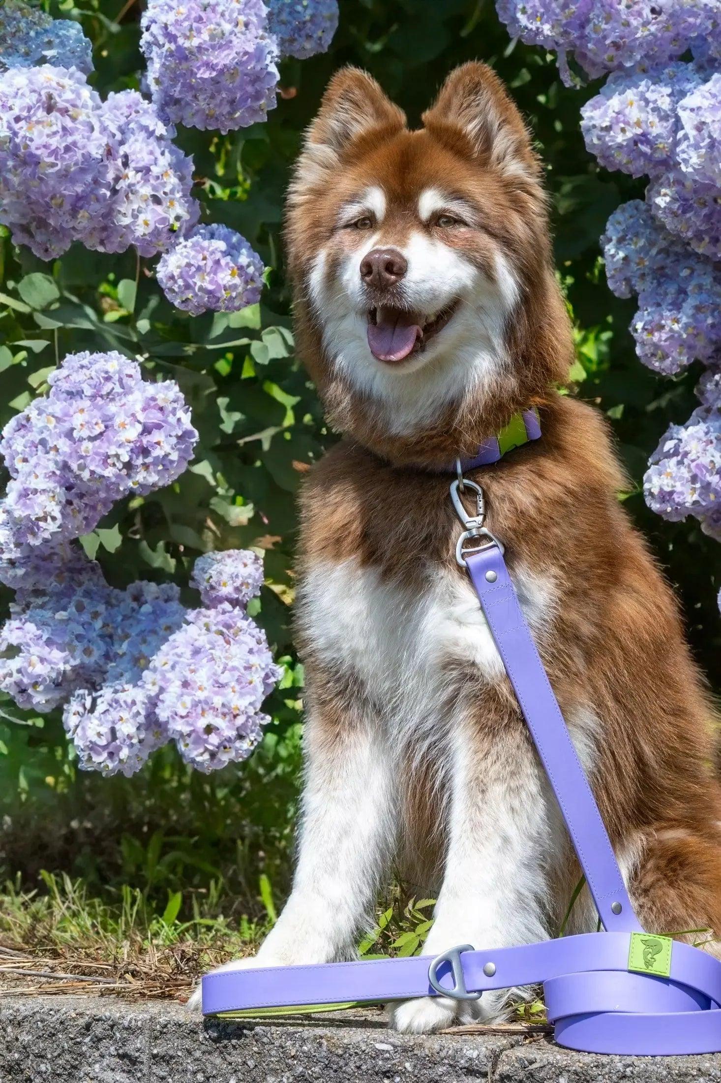 Lavender Garden Waterproof Dog Collar-4