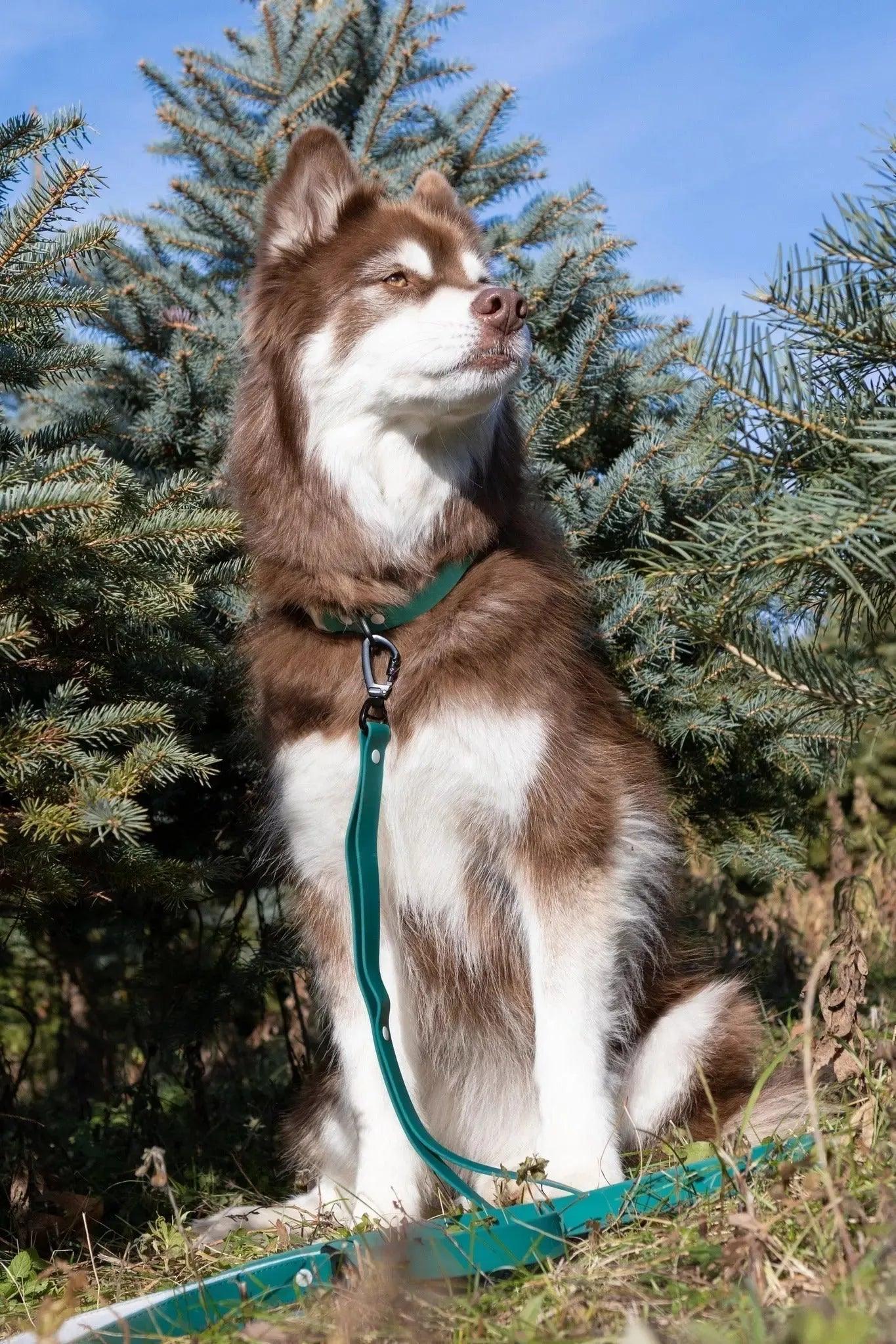 Siberian Spruce Waterproof Dog Collar-2