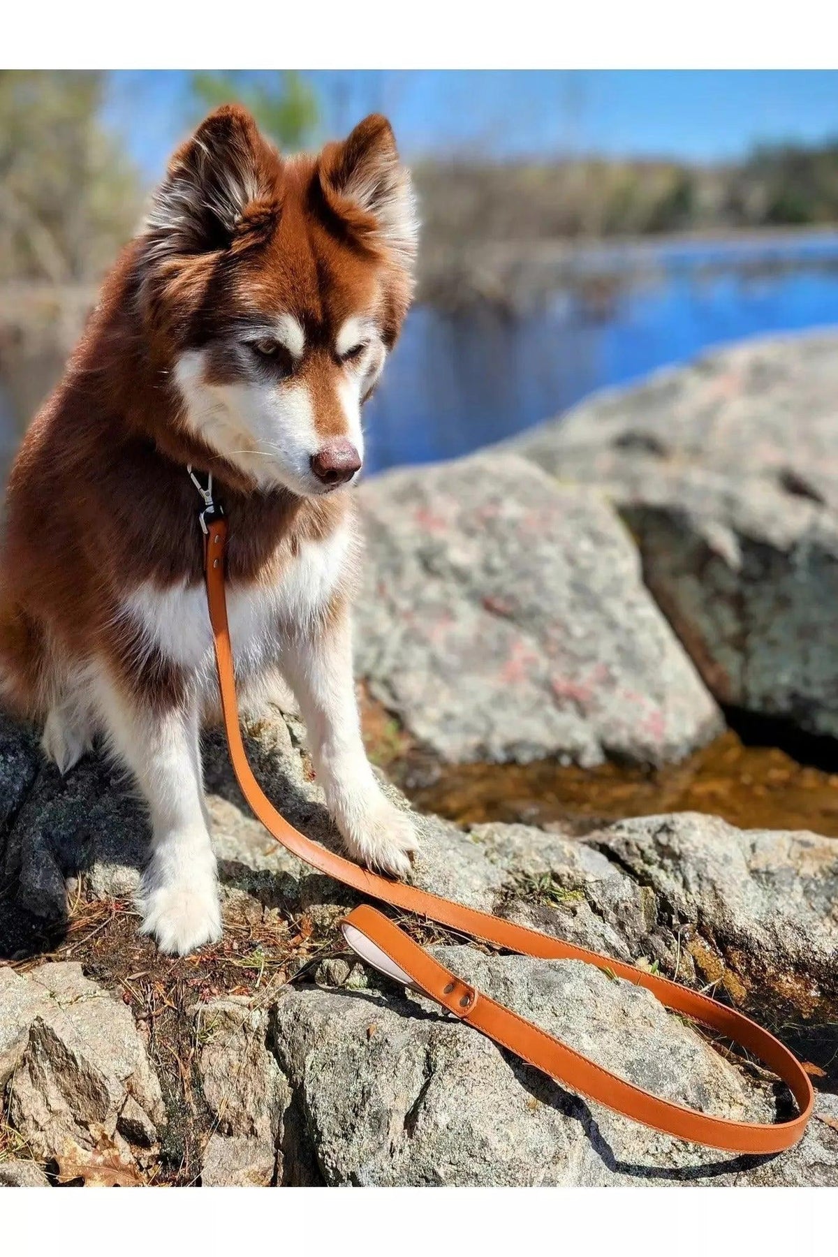 Sierra Sunrise Vegan Leather Dog Leash Water-Resistant Comfort Handle-0