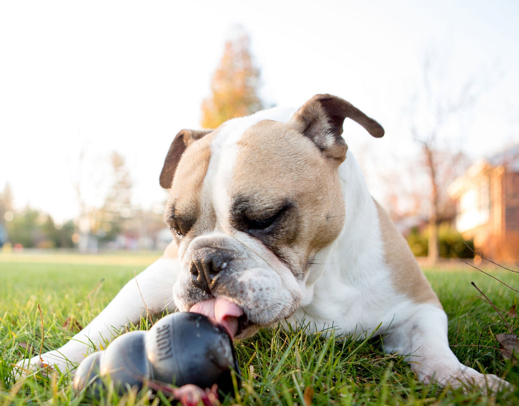 KONG Extreme Treat-Stuffing Dog Toy for Power Chewers